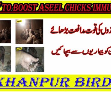 how to boost aseel chicks immunity system  urdu hindi/Khanpur Birds