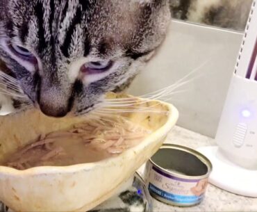 How to make your cat eat wet cat food from fridge meal prep warmed in microwave to enhance the aroma