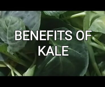 #kalebenefits #shorts BENEFITS OF KALE