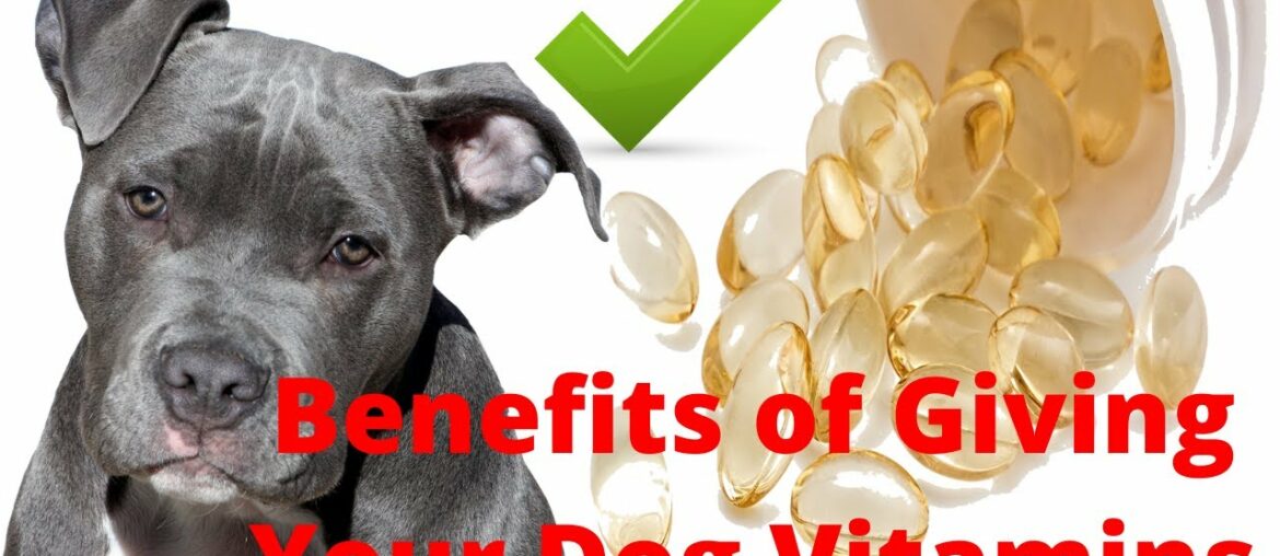 Top Benefits of Giving Your Dog Vitamins Supplements 2021