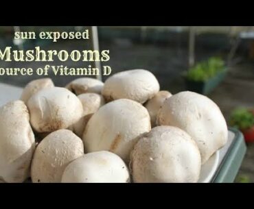 Vitamin D Deficiency, Symptoms with Solutions ( Sun Activated Mushrooms and Sunlight )