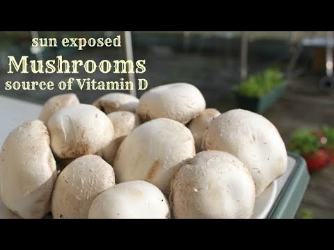Vitamin D Deficiency, Symptoms with Solutions ( Sun Activated Mushrooms and Sunlight )