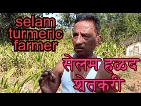 Kokan How can we do (Corona  immunity) turmeric farming? Earn lakh rupess by Selam turmeric farming