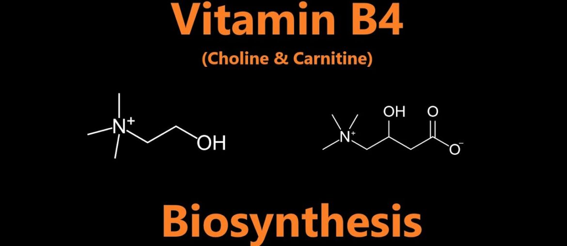 Nutrition 23 | Water Soluble Vitamins 5 - Vitamin B4? (Choline & Carnitine)