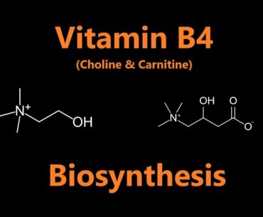 Nutrition 23 | Water Soluble Vitamins 5 - Vitamin B4? (Choline & Carnitine)