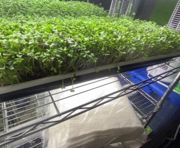 Growing micro greens on organic bamboo Matt from true leaf market grow your own vitamins nutrition