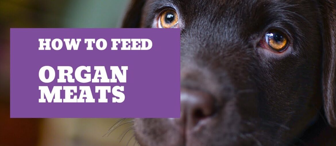 Organ meats - Real Dog Food On A Budget