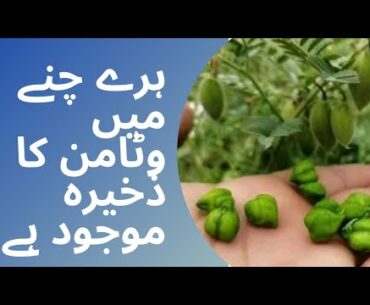 Green gram is a vitamin-rich food and is rich in vitamins A and C in particular|urdu