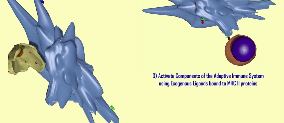 diverse roles of dendritic cells in coronavirus infections part 2