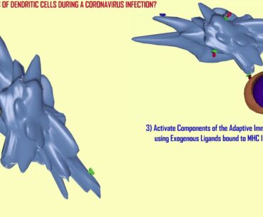 diverse roles of dendritic cells in coronavirus infections part 2