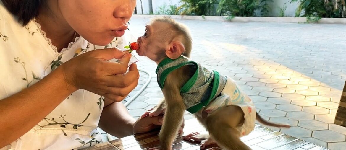 Soooo Cute & Lovable!! Mom Feed Monkey Floyd A High Vitamin Strawberry Fruit