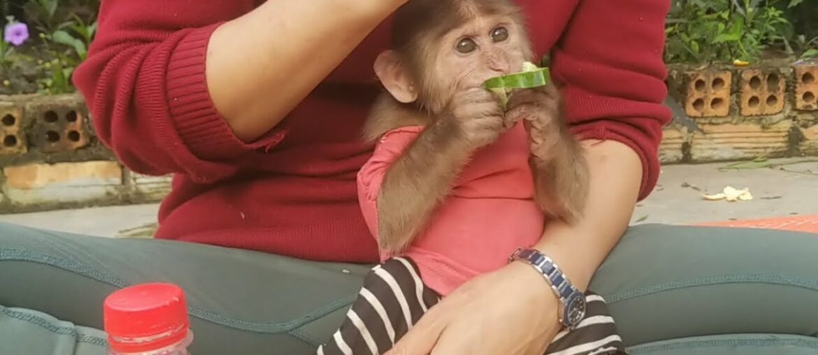 Mother added vitamins to Monkey Ape with fruits and vegetables