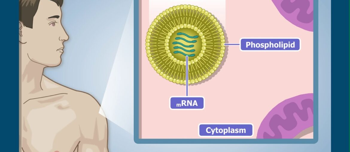 The mRNA vaccine against the COVID-19 : how it works ?