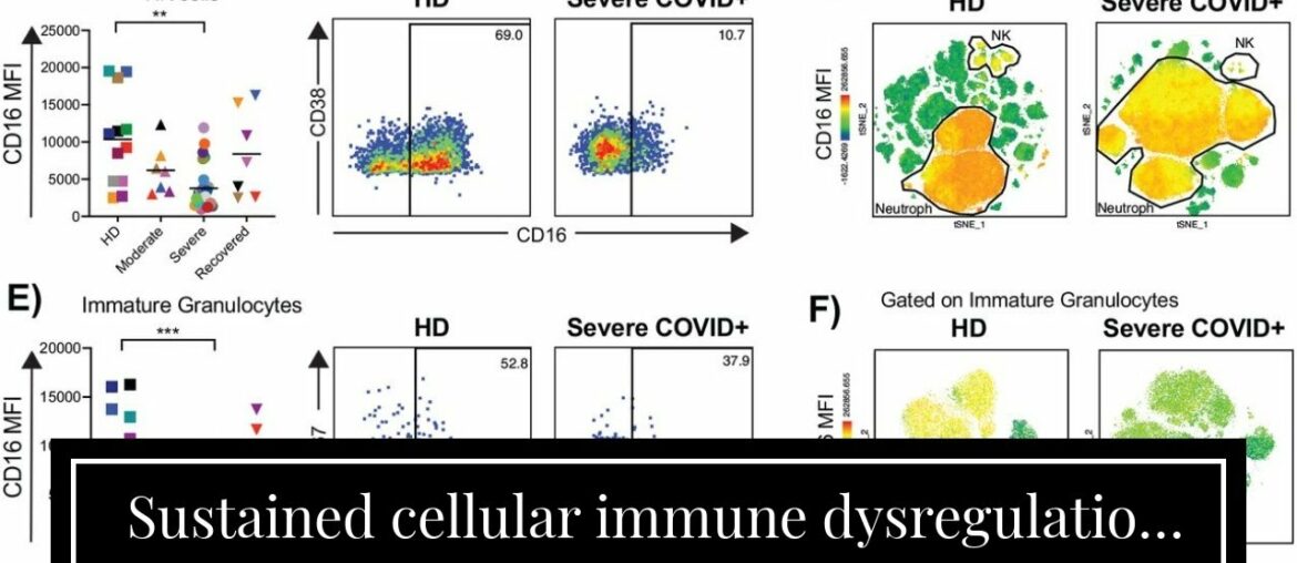 Sustained cellular immune dysregulation in individuals recovering from COVID-19
