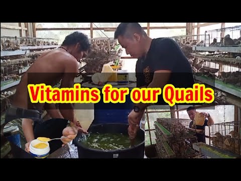 VITAMINS PARA SA ATING PUGO o QUAIL | ANTI-STRESS SUPPLEMENTS