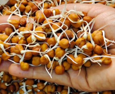 Health Benefits Of Chickpea Sprouts! #shorts