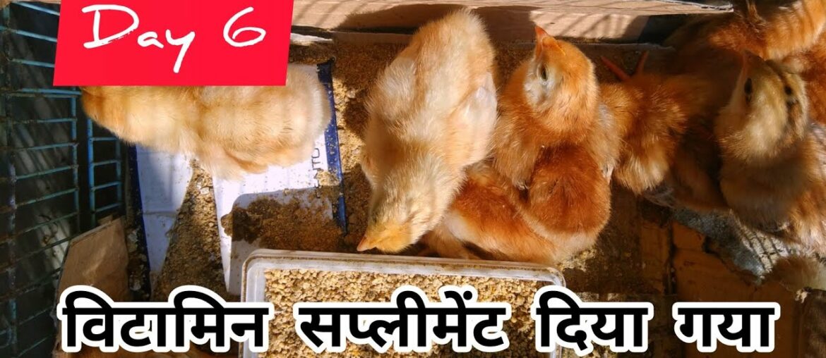 Vitamin supplement given to Chicks | Day 6 ( Hindi )