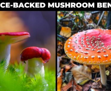 MUSHROOMS THAT WILL BOOST YOUR IMMUNITY (6 Medicinal Mushrooms) | Mushrooms for All Round Health