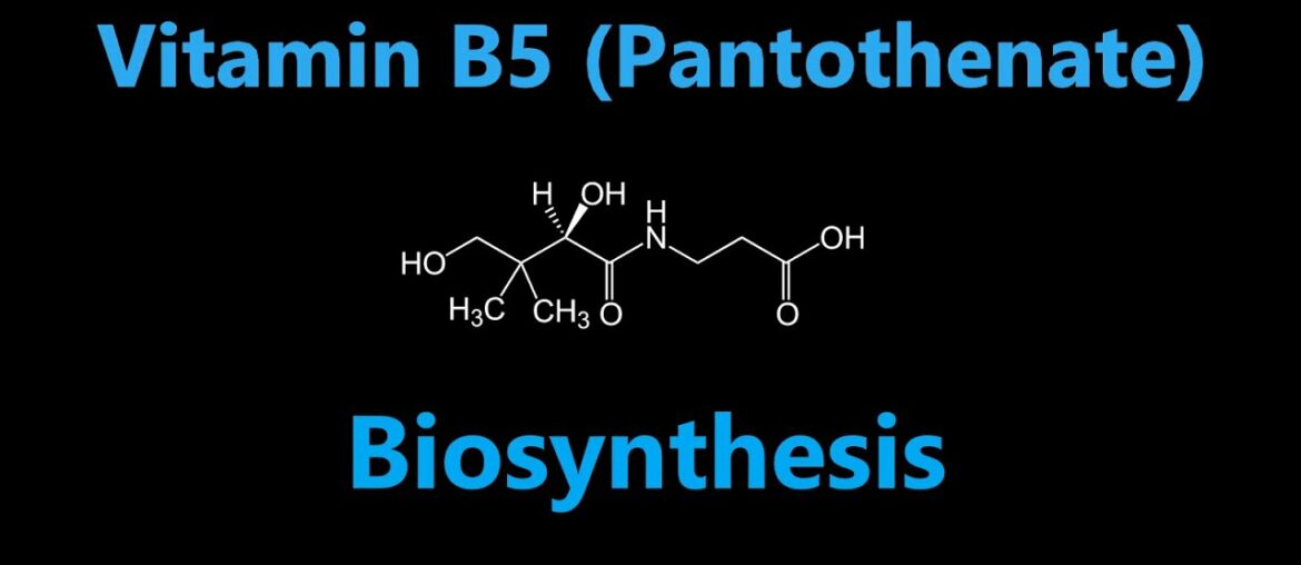 Nutrition 24 | Water Soluble Vitamins 6 - Vitamin B5 (Pantothenate)