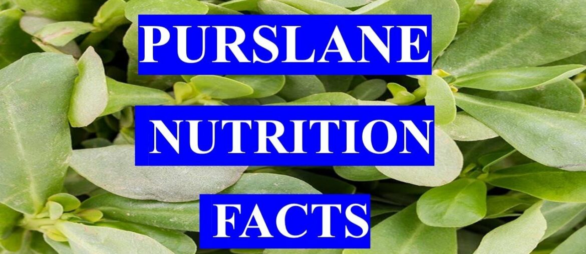 PURSLANE - HEALTH BENEFITS AND NUTRITION FACTS