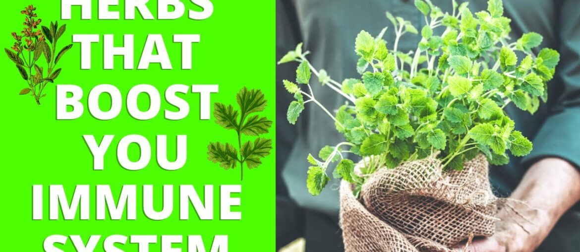 8 Herbs and Seeds to Boost Your Immune System (Kill Viruses Naturally)