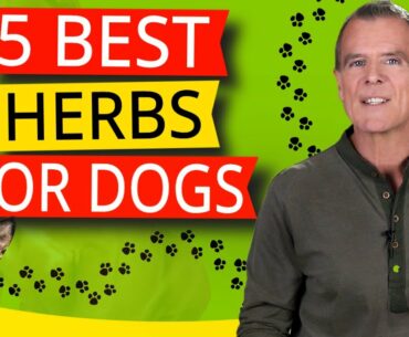 5 Best Nutritional Herbs For Dogs (And One Powerhouse Has Them All)