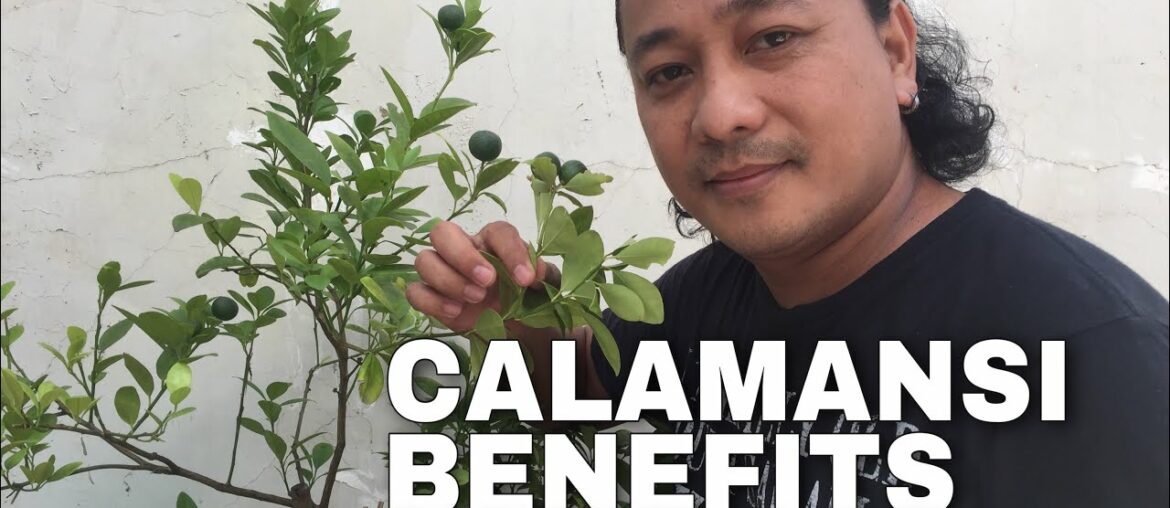 BACKYARD PLANTING | BENEFITS OF CALAMANSI JUICE | VITAMIN C SUPPLEMENT
