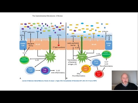 Intestinal Permeability Factors, the intestinal wall , and the link to immune system disorders.