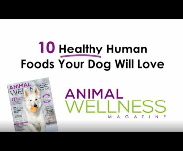 10 HEALTHY Human foods your dog can eat