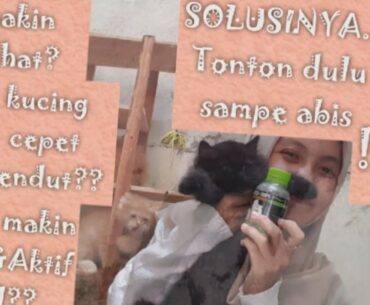 Vitamin kucing untuk Meningkatkan Immune dan Meningkatkan Nafsu Makan!