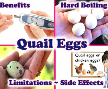 Quail Eggs Hard Boiling & Health Benefits | Nutrition Facts | Quail Eggs Vs Chicken Eggs