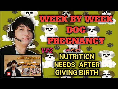 Week by week pregnancy period|Vitamins,Calcium and Milk Enhancer for dogs V#2