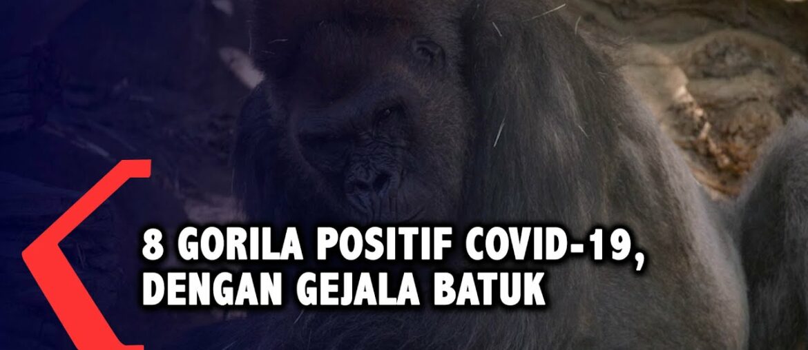 8 Gorila Positif Covid-19, Dengan Gejala Batuk