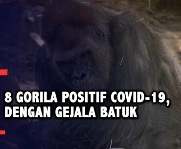 8 Gorila Positif Covid-19, Dengan Gejala Batuk