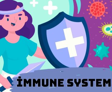 Methods to Strengthen Your Immune System. Nutrition in corona. Immune system. Health Videos