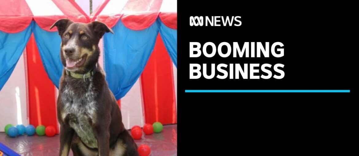 Companies targeting dog vitamins and funerals as pet industry proves it's 'COVID proof' | ABC News