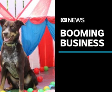Companies targeting dog vitamins and funerals as pet industry proves it's 'COVID proof' | ABC News