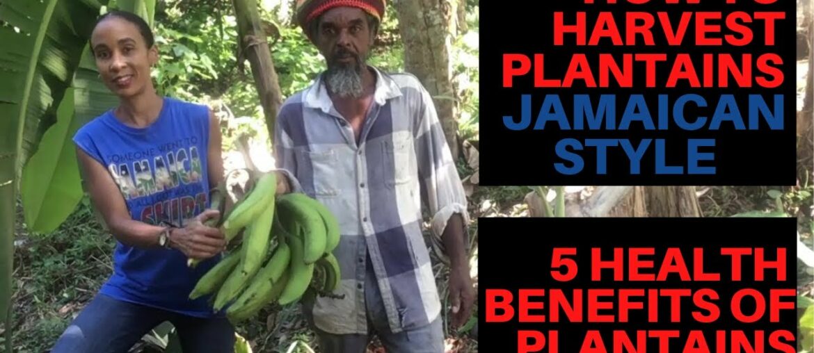 5 Health Benefits of Plantains: How to Harvest Plantains Jamaican Style