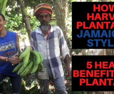 5 Health Benefits of Plantains: How to Harvest Plantains Jamaican Style