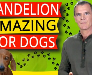 Benefits of Dandelion For Dogs (7 Powerful Nutritional & Healing Benefits)