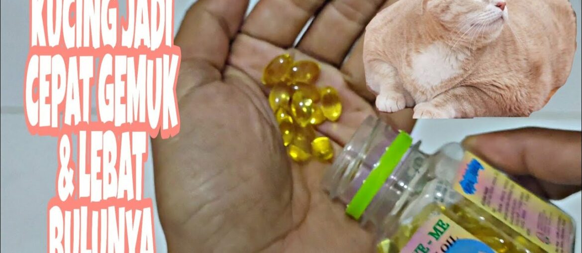 Ternyata Inilah Salah Satu Asupan Vitamin Agar Kucing Kita Cepat Gemuk dan Lebat Bulunya