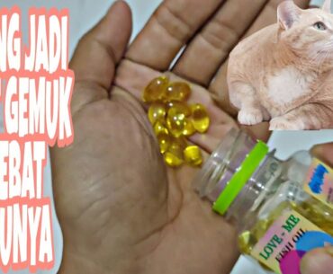 Ternyata Inilah Salah Satu Asupan Vitamin Agar Kucing Kita Cepat Gemuk dan Lebat Bulunya