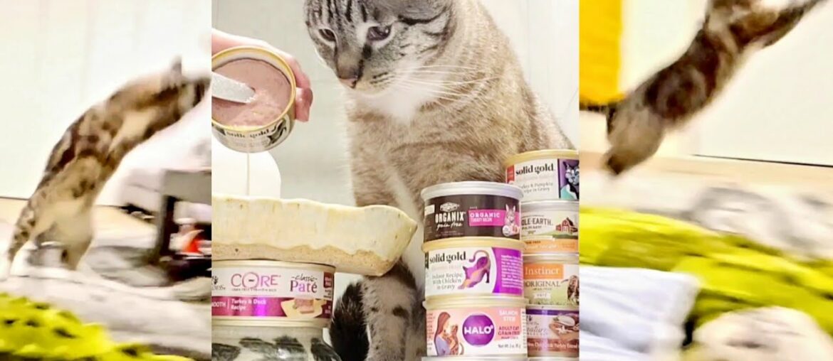 Cat Eats Sardines 1st Time! Solid Gold Five Oceans Sardine & Tuna Grain Free Can Wet Cat Food + Beef