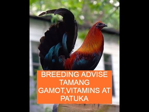Sabong tips BREEDING ADVISE TAMANG GAMOT,VITAMINS AT PATUKA