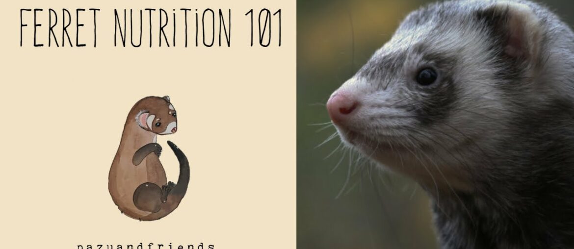 The Ultimate Ferret Nutrition Guide