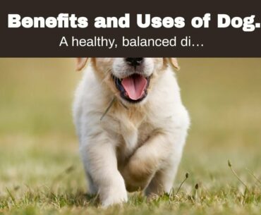 Benefits and Uses of Dog Supplements