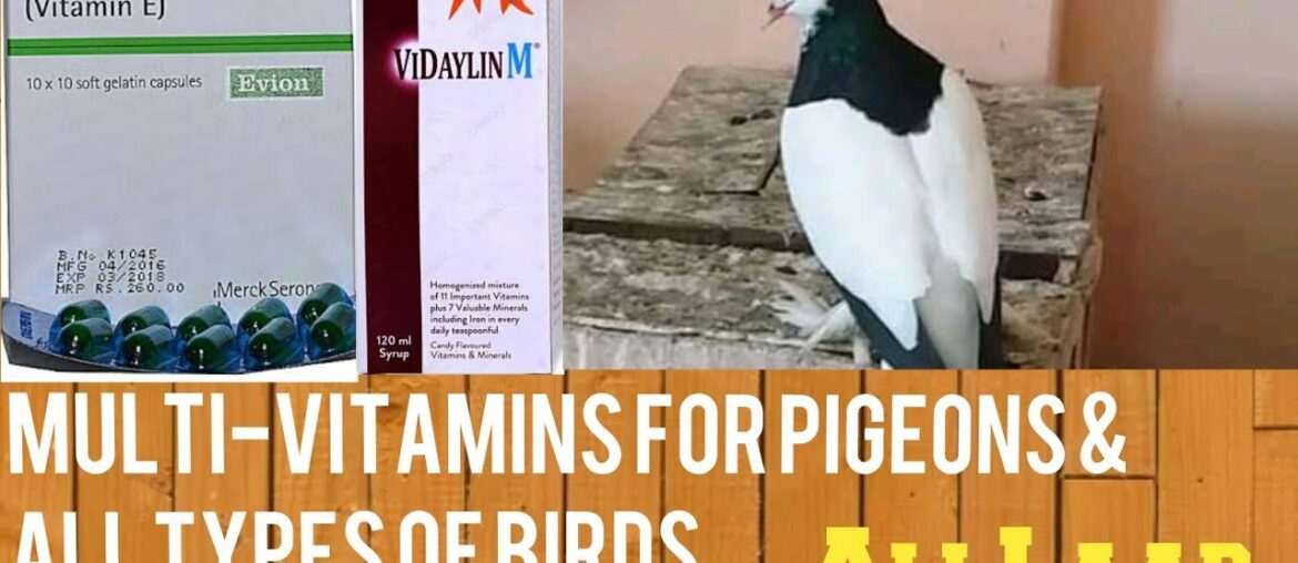 Multi-Vitamins For Pigeons And Birds | Vitamins & Minerals for All type Of Birds By Ali Laar.