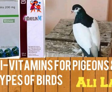 Multi-Vitamins For Pigeons And Birds | Vitamins & Minerals for All type Of Birds By Ali Laar.