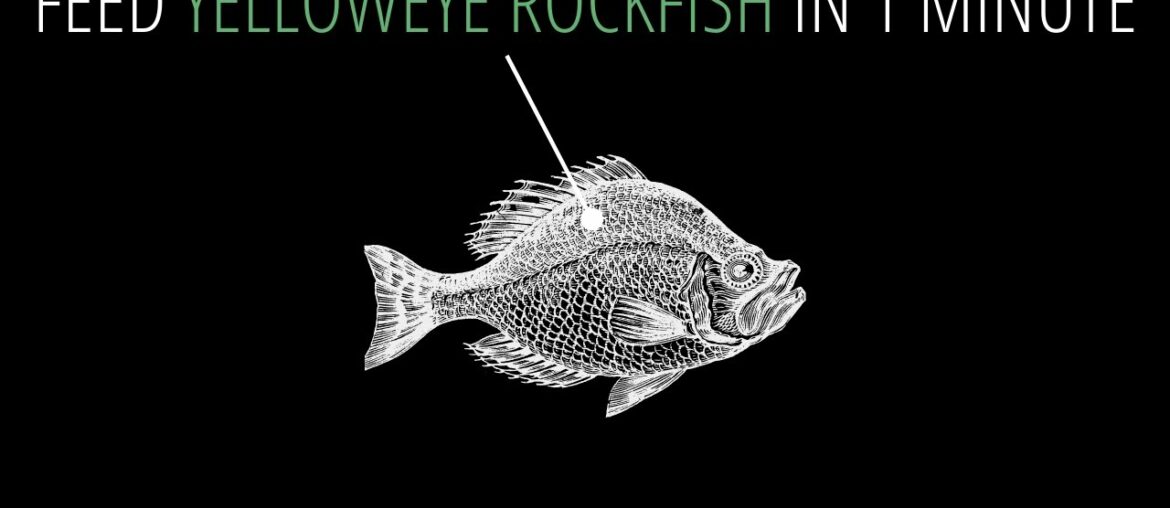 Feed Yelloweye Rockfish in 1 Minute