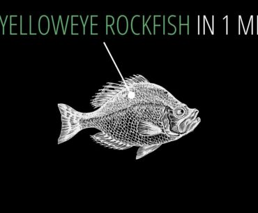 Feed Yelloweye Rockfish in 1 Minute